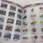 imagenes de animales y frutas diccionario ingles